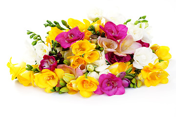 Image showing freesia flowers