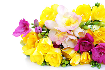 Image showing freesia flowers