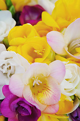 Image showing freesia flowers