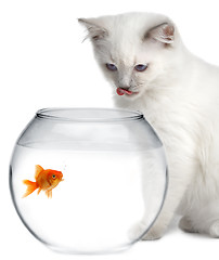 Image showing cat and a gold fish