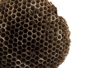 Image showing wasp nest background