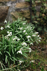 Image showing first spring flowers 