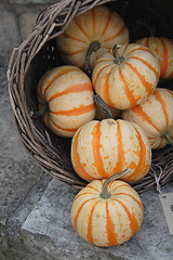 Image showing pumpkins