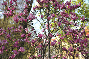 Image showing violet flower background