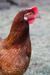 Image showing chicken 