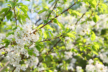 Image showing apple flowers