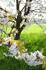 Image showing apple flowers