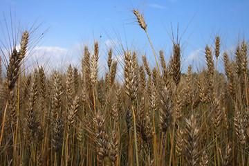 Image showing golden corn and blue sky