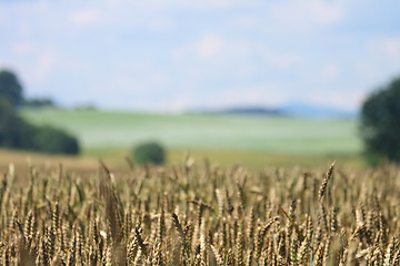 Image showing golden corn and blue sky