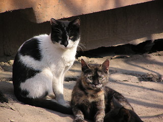 Image showing cats