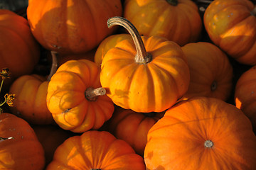 Image showing pumpkins