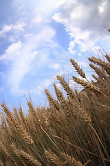 Image showing golden corn and blue sky