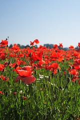 Image showing red poppy flowers