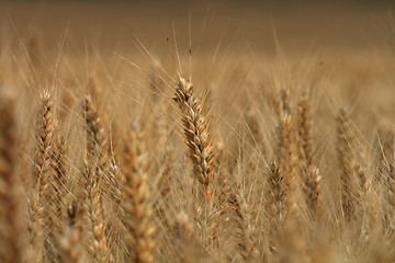 Image showing golden corn