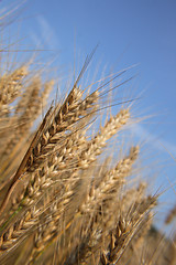 Image showing golden corn and blue sky