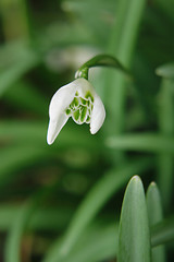 Image showing first spring flower 
