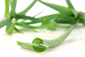 Image showing Aloe