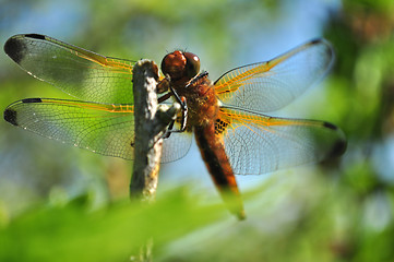 Image showing Dragonfly 