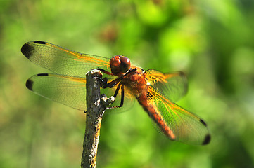 Image showing Dragonfly