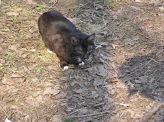 Image showing licking cat