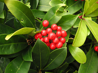 Image showing gaultheria bush showing the red berries