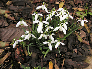 Image showing snowdrops amongst the dead leaves