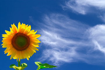 Image showing Sunflower against blue sky