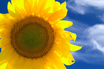 Image showing Closeup of yellow sunflower 