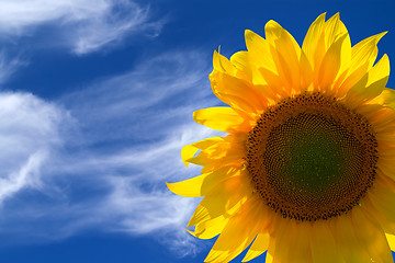 Image showing Sunflower isolated on white background