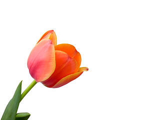 Image showing Tulip isolated on white background