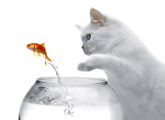 Image showing cat and a gold fish on white background 