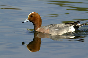 Image showing Eurasian Wigeon