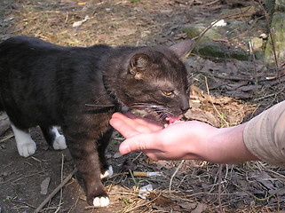 Image showing Cat eating sausage