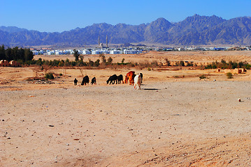 Image showing Egypt