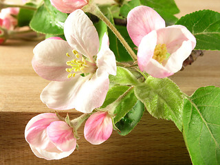 Image showing branch - apple tree