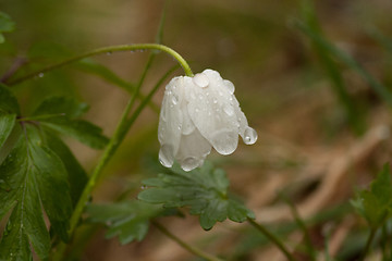 Image showing Thimbleweed after rain