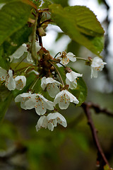 Image showing Cherry blossom