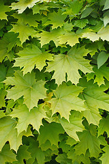 Image showing Young delicate leaves of maple