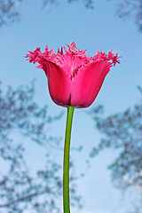 Image showing Purple tulip flower 