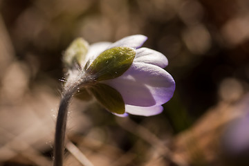 Image showing hepatica nobili