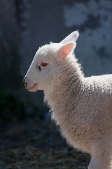 Image showing White lamb