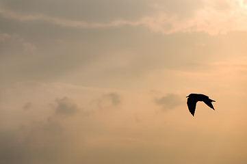 Image showing Seagull