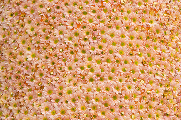 Image showing Flowers pattern