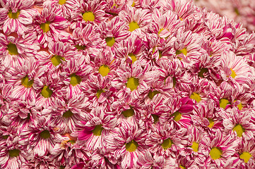 Image showing Flowers pattern