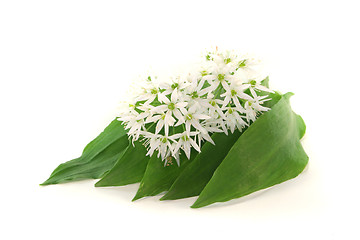 Image showing Wild garlic