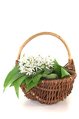 Image showing Wild garlic