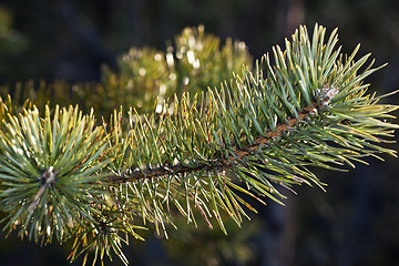 Image showing Pine twig sparkles in the sunset