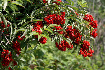 Image showing bush with red berries 