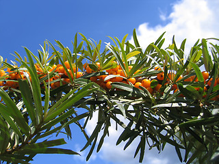 Image showing sea buckthorn berries