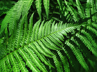 Image showing green fern leafs background